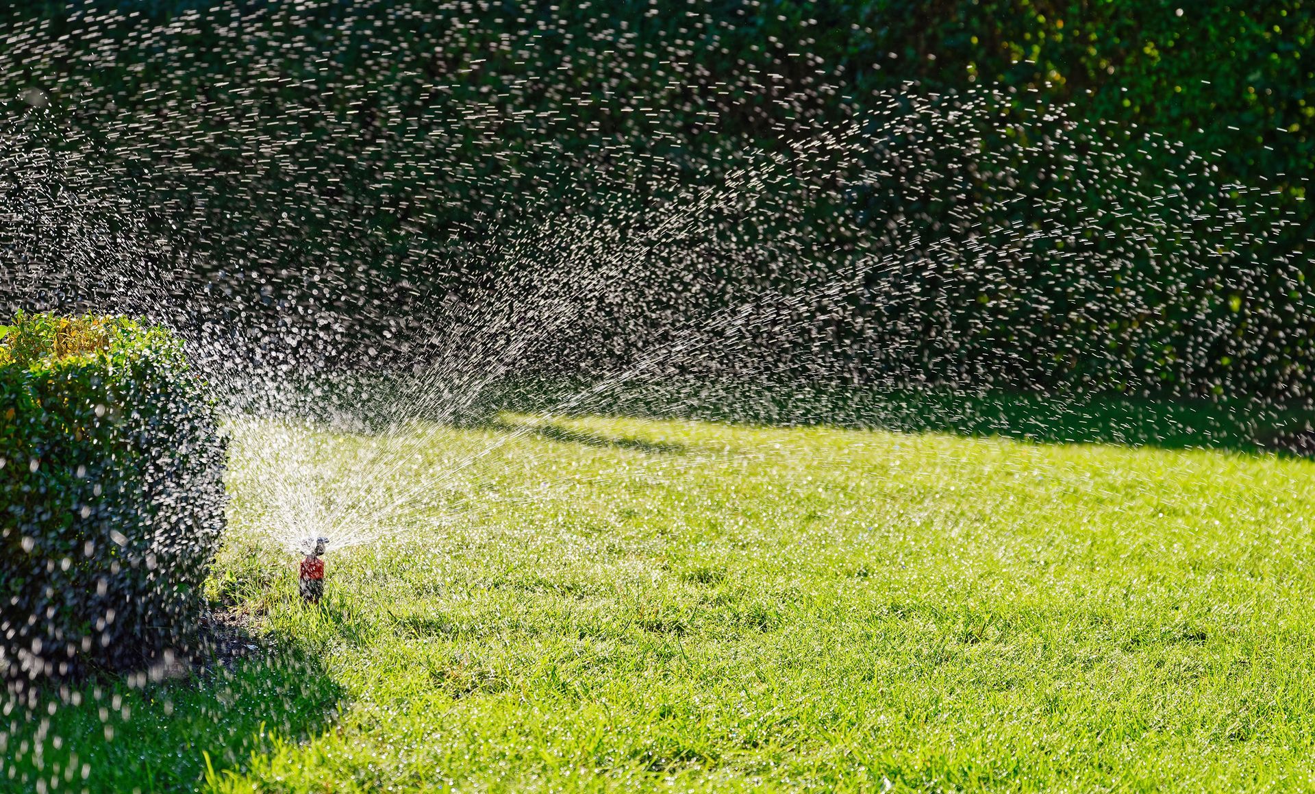 A sprinkler is spraying water on a lush green lawn.