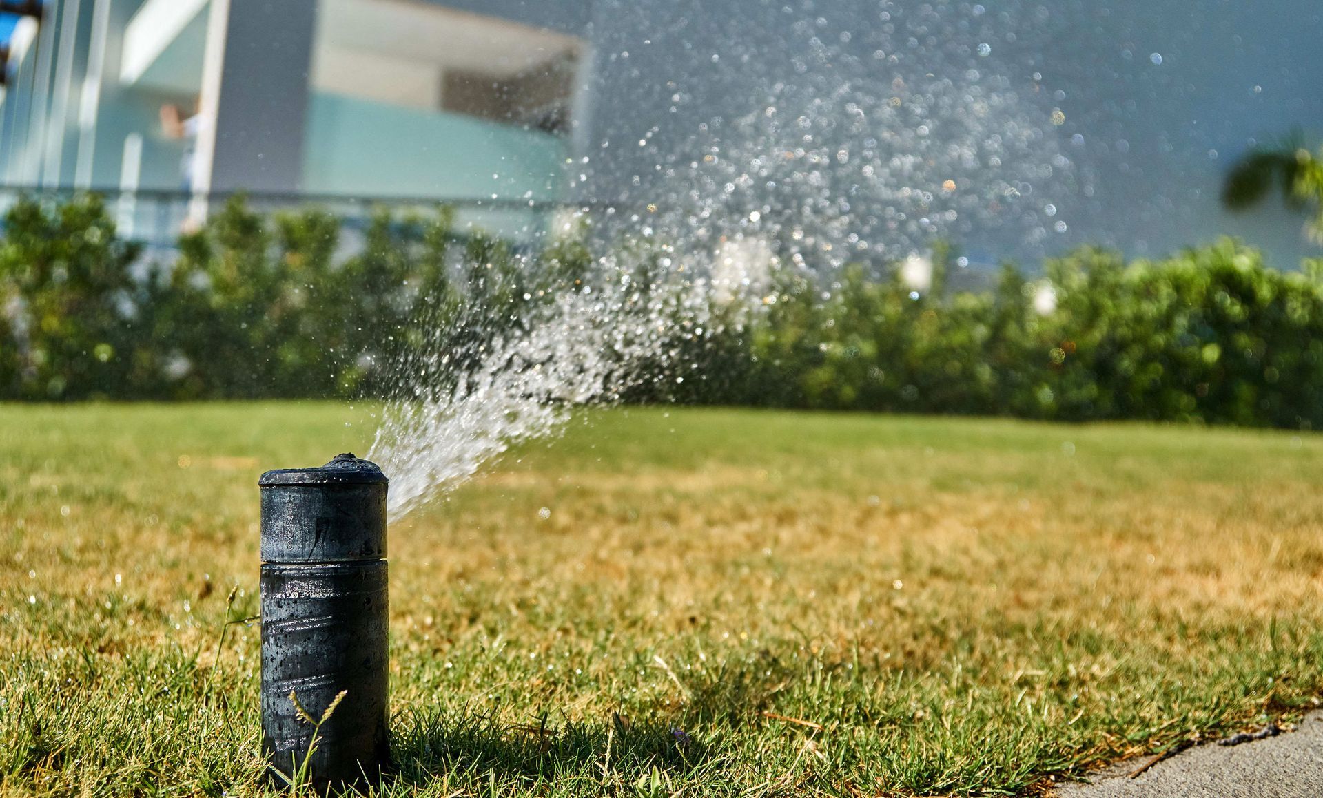 A sprinkler is spraying water on a lush green lawn.