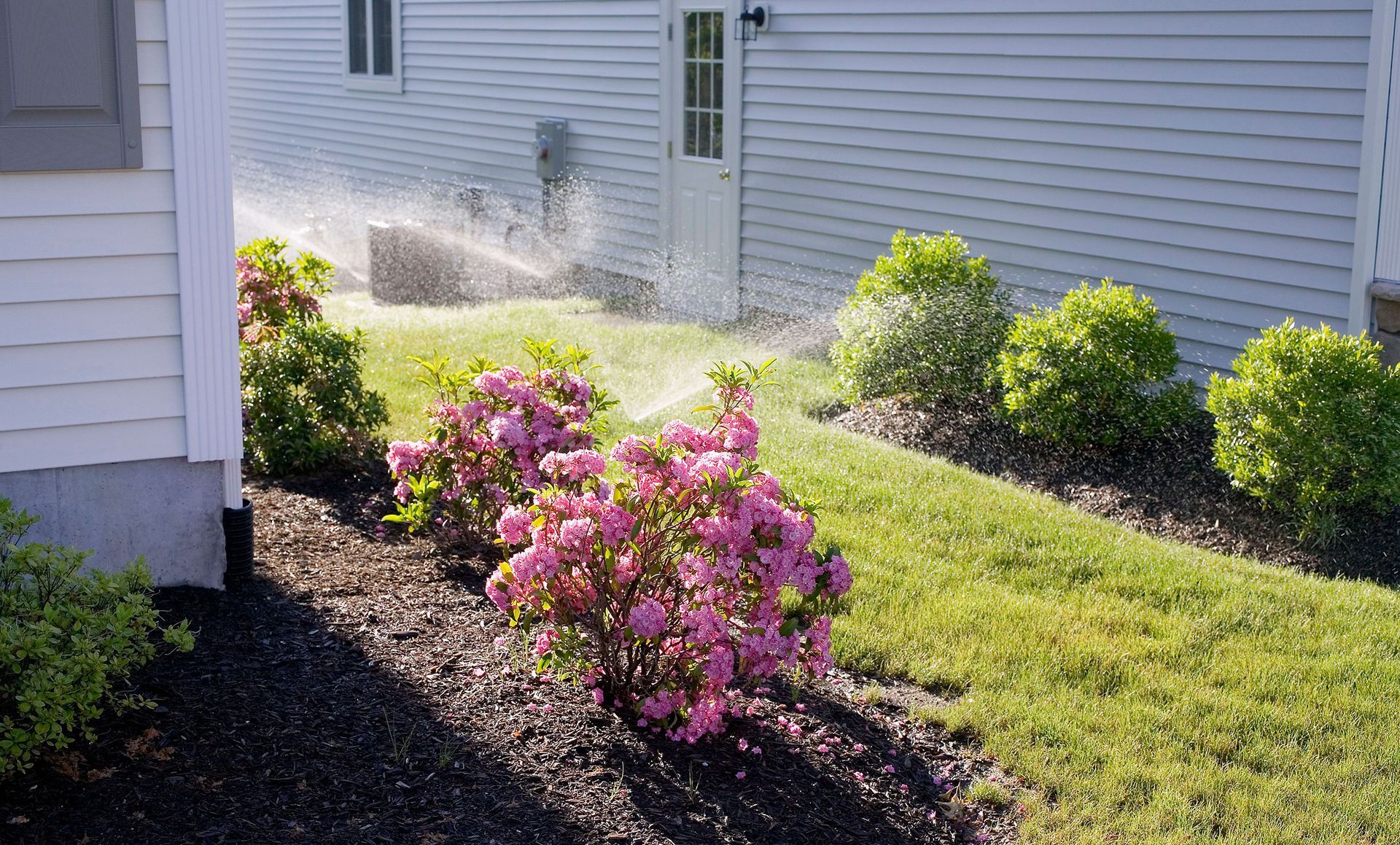 A sprinkler is spraying water on a lawn with pink flowers