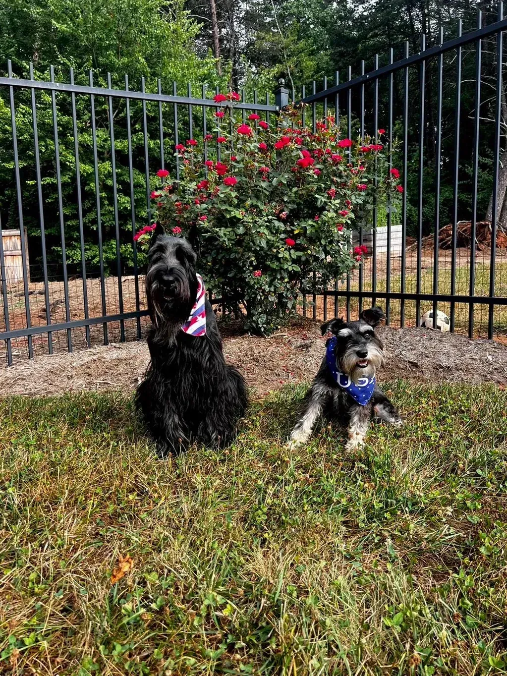 Two dogs, one black and one gray, sit in front of a black fence and a bush with red flowers.