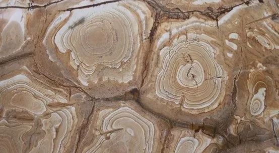 Close-up of layered tan and brown stone with swirling, concentric patterns and veins