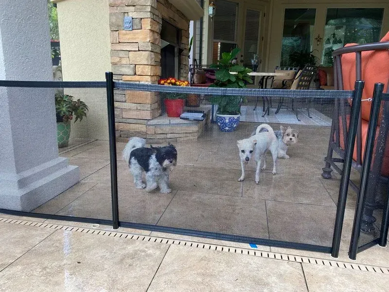 Two small dogs standing behind a black mesh gate on a patio in front of a house
