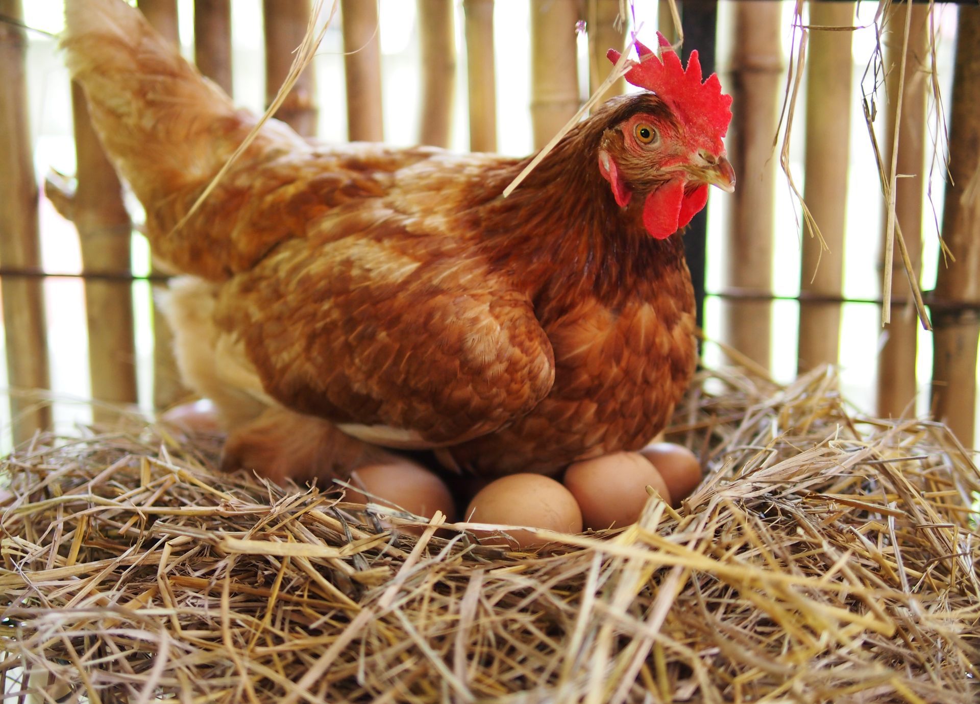 A chicken sitting on brown eggs