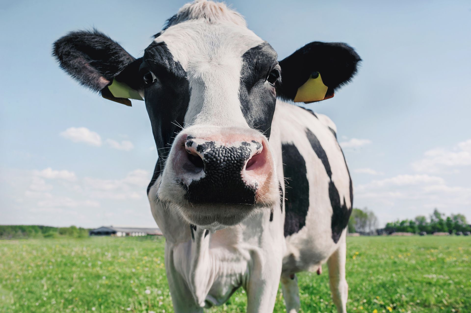 A cute dairy cow with a green field, a blue sky, and white clouds