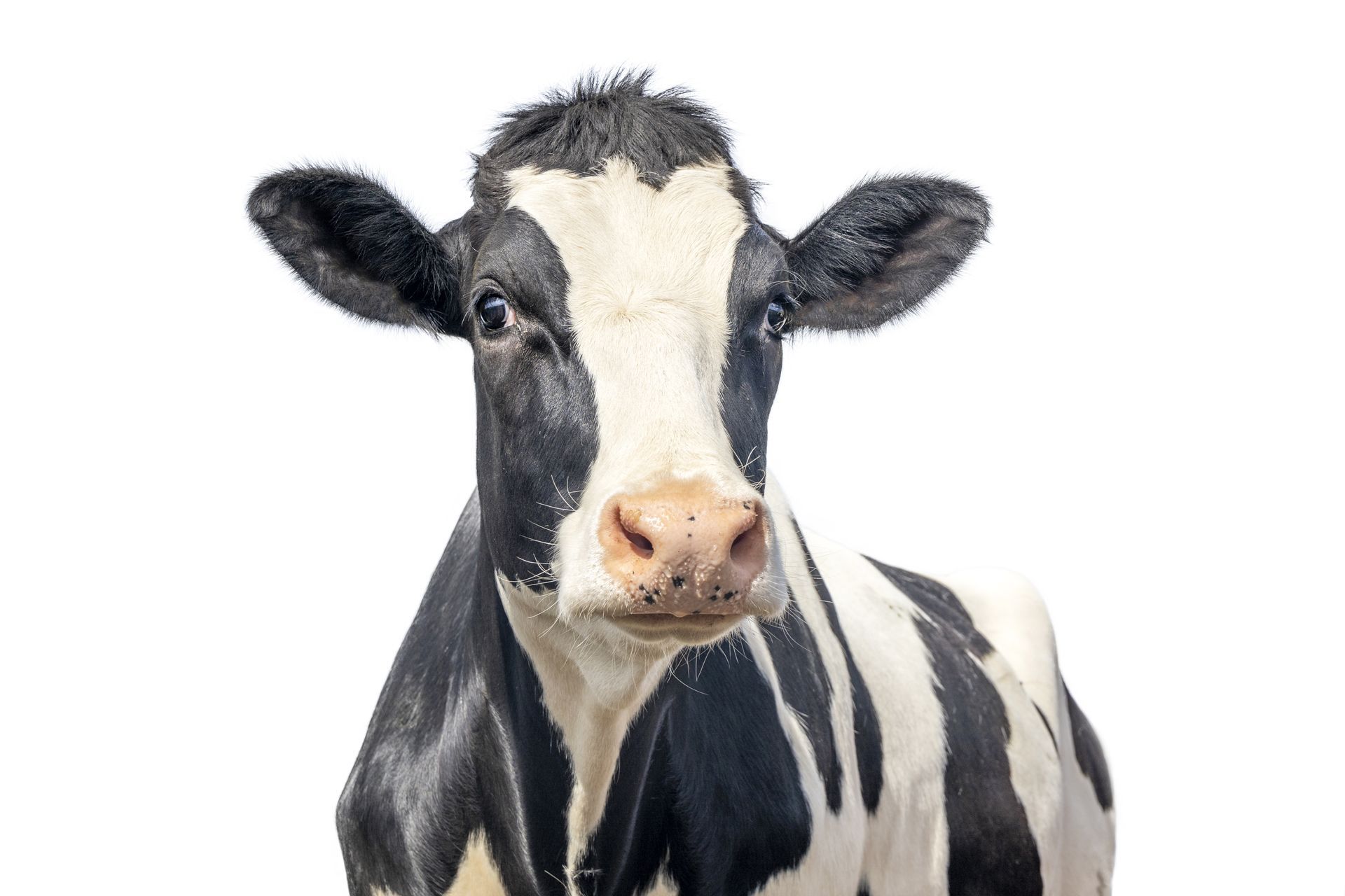 A cute dairy cow with a white background