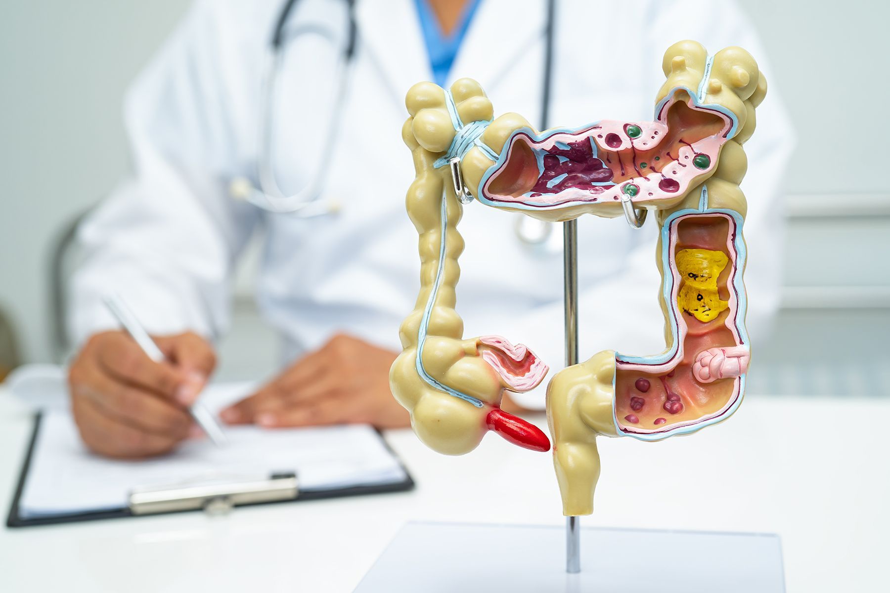 A model of the digestive system sitting on a doctor's desk with the doctor in the background