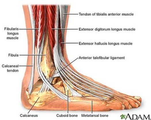 Anatomical illustration of the ankle and foot, showing muscles, bones, and ligaments.