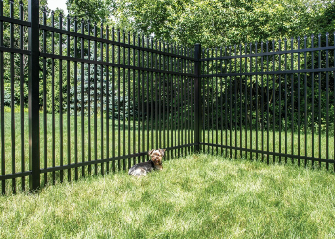 Small dog lying in grass by a black metal fence in a green yard