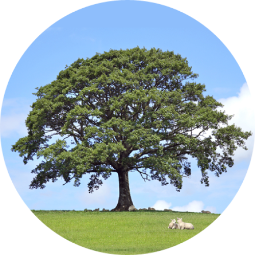 Apple Tree Service Inc. Tree Removal Glenside, PA