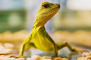 Pets and Reptiles