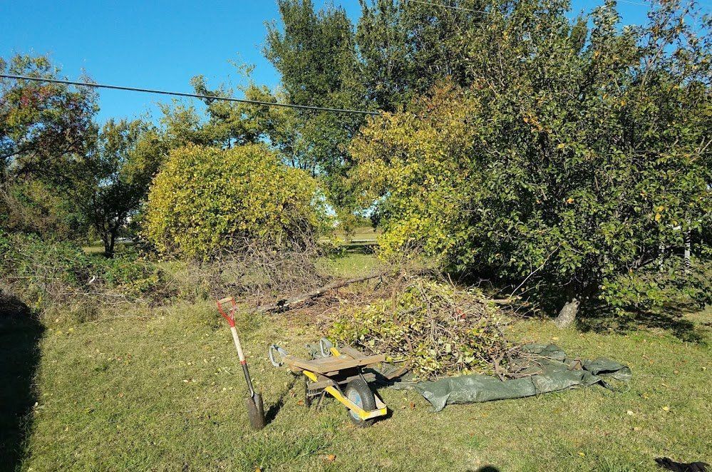 Yard Cleanup Before