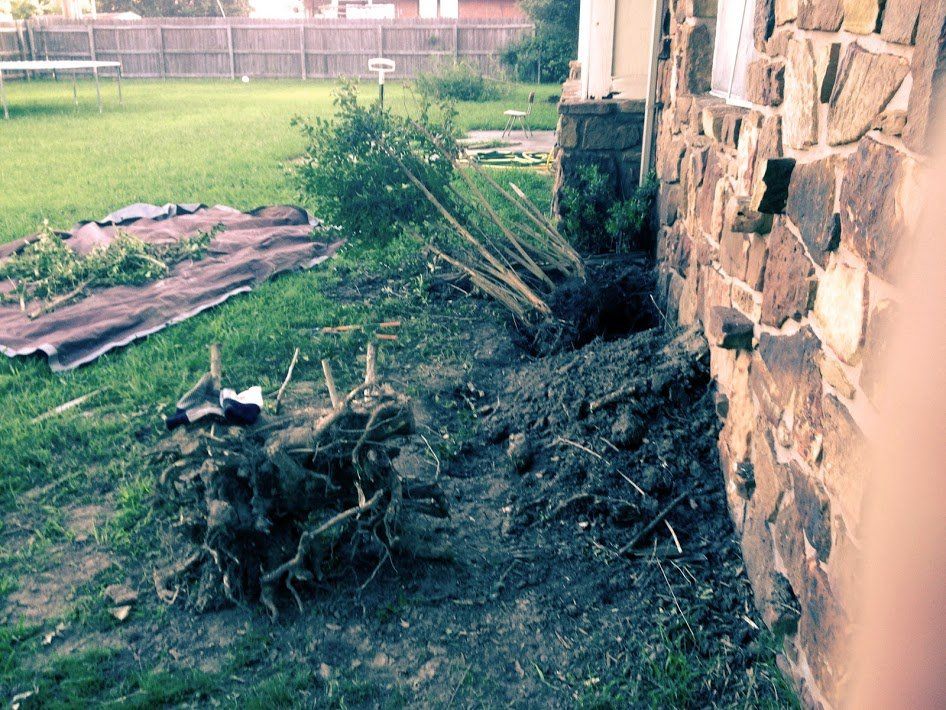 Yard Cleanup Before