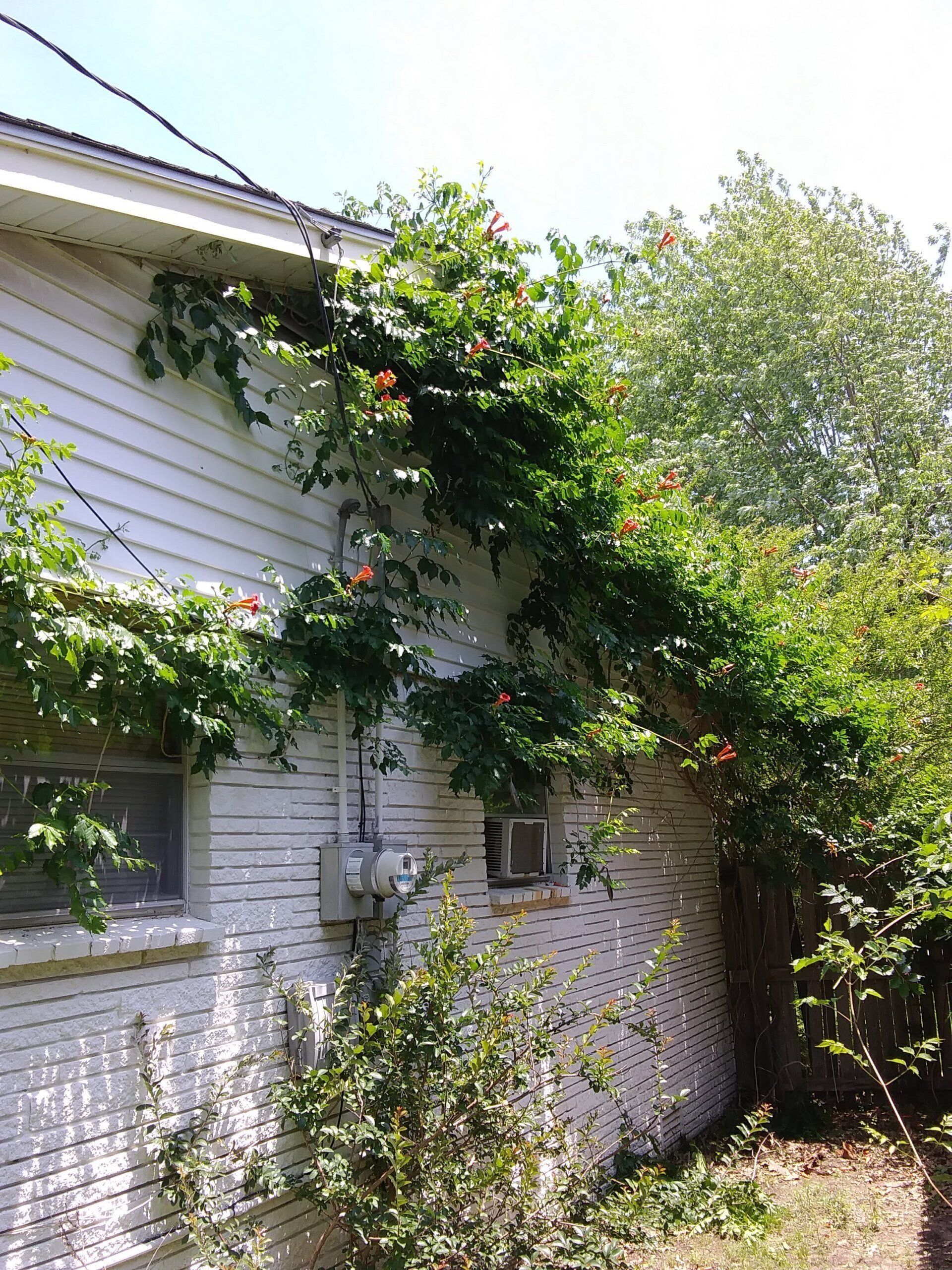 Vine Removal Before