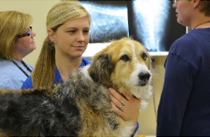 Dog in pet clinic