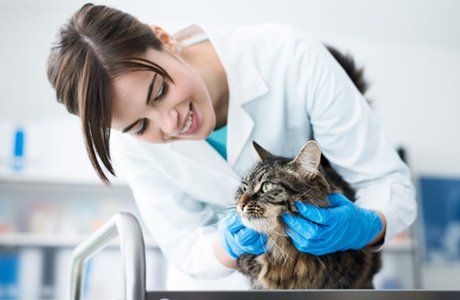 Beautiful cat and doctor