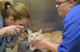 Cat in pet clinic