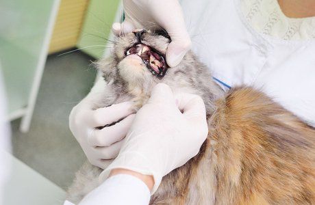 Checking the teeth of the cat