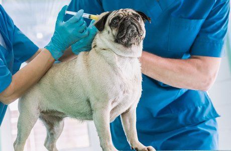 Pug injecting vaccine