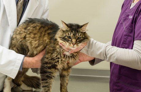 Cat held by doctor and staff