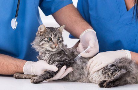 Feline vaccination