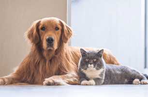 Dog and cat