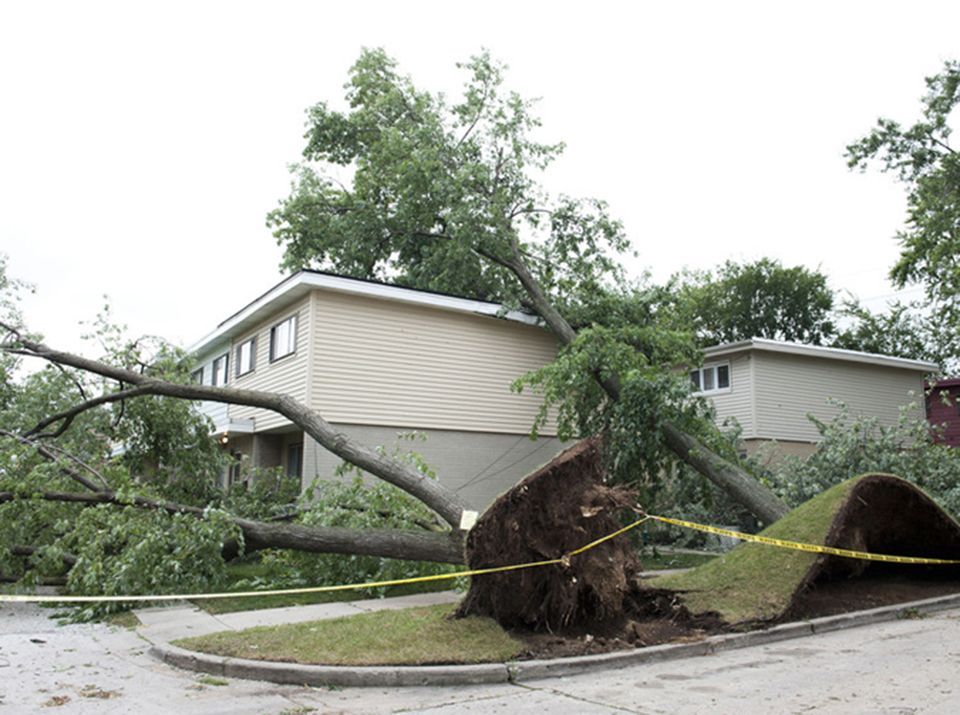 Fallen tree