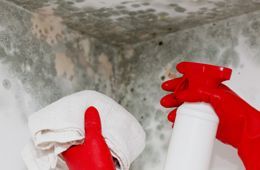 Mold removal service