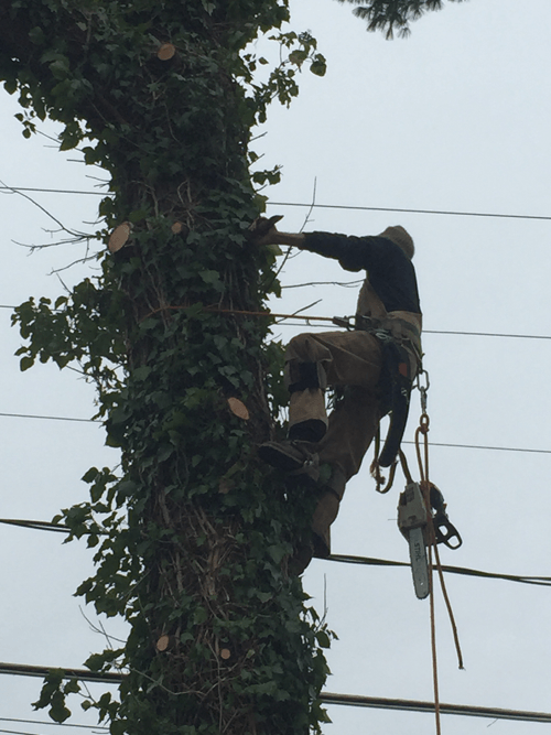 Tree service