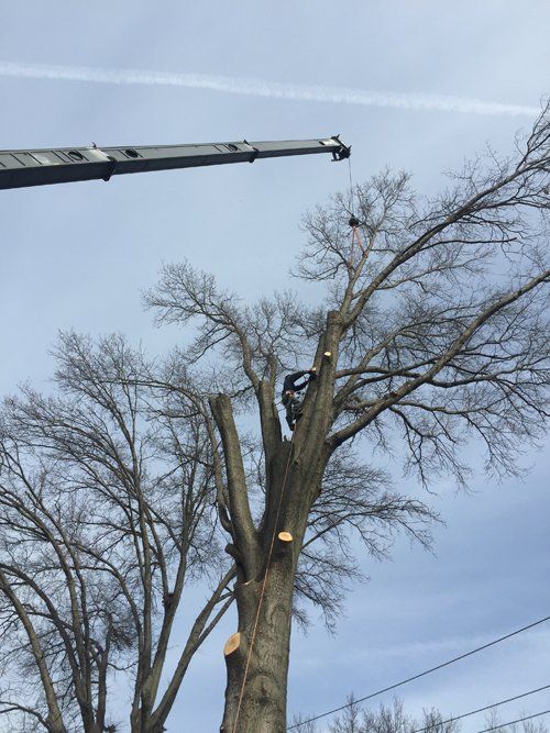 Tree service