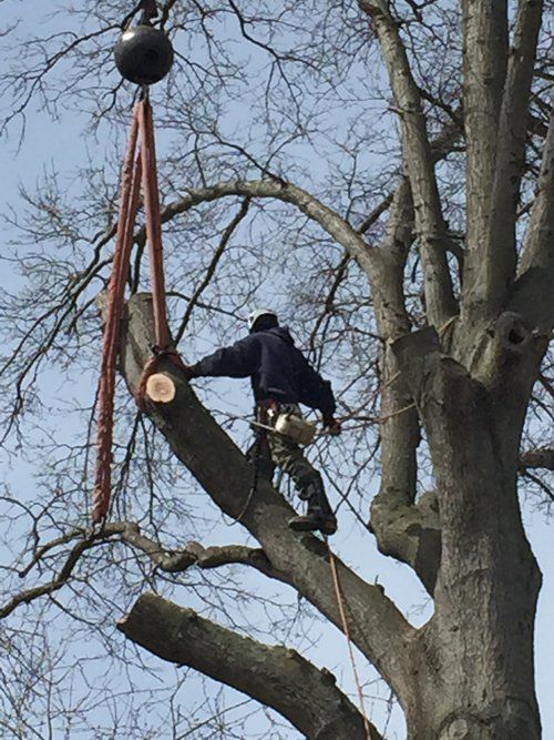 Tree service