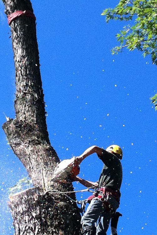 Tree service