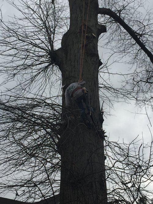 Tree service