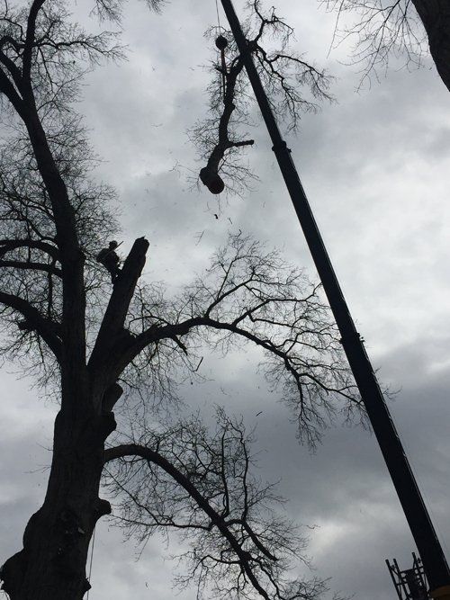 Tree service