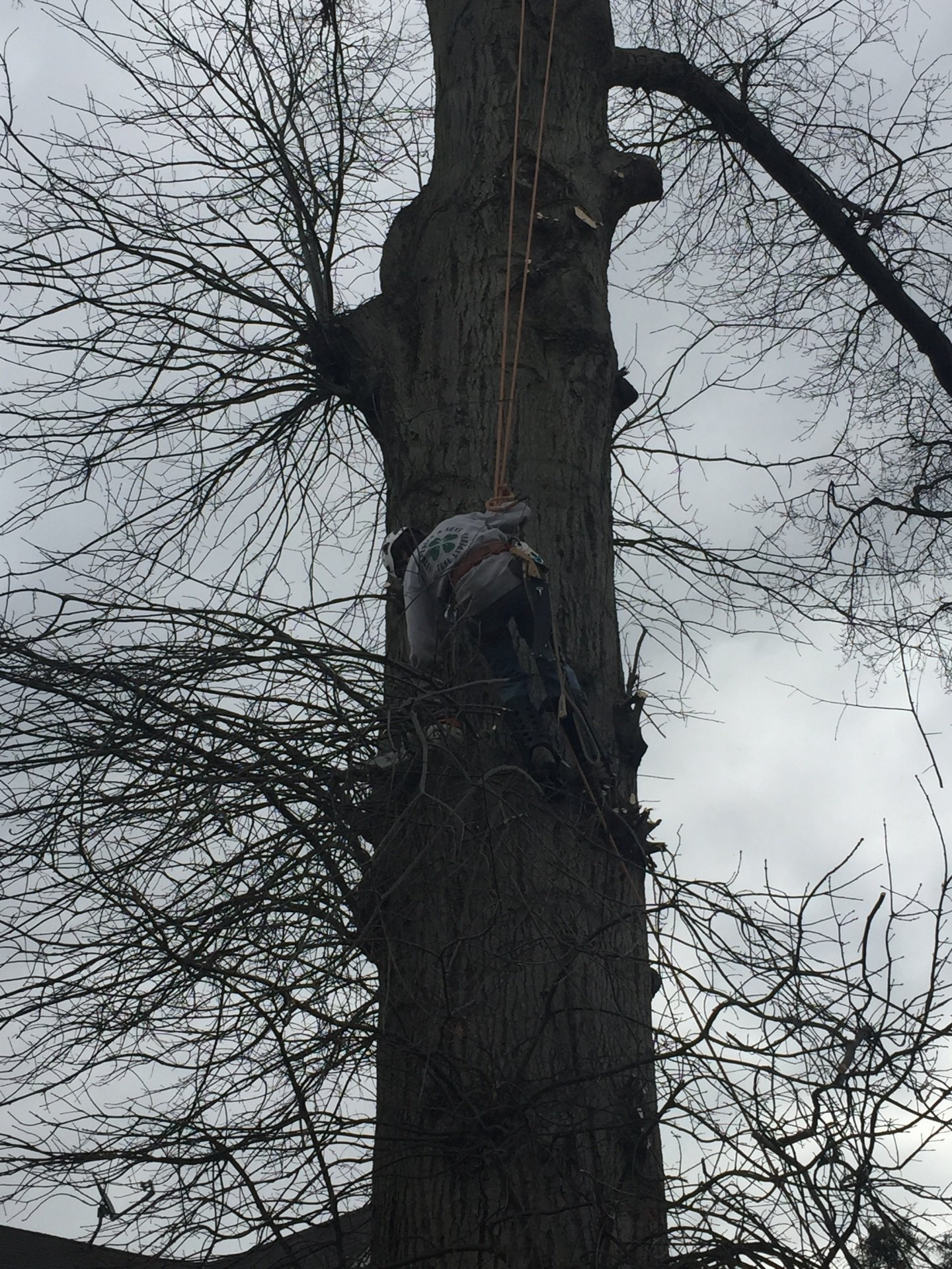 Tree service