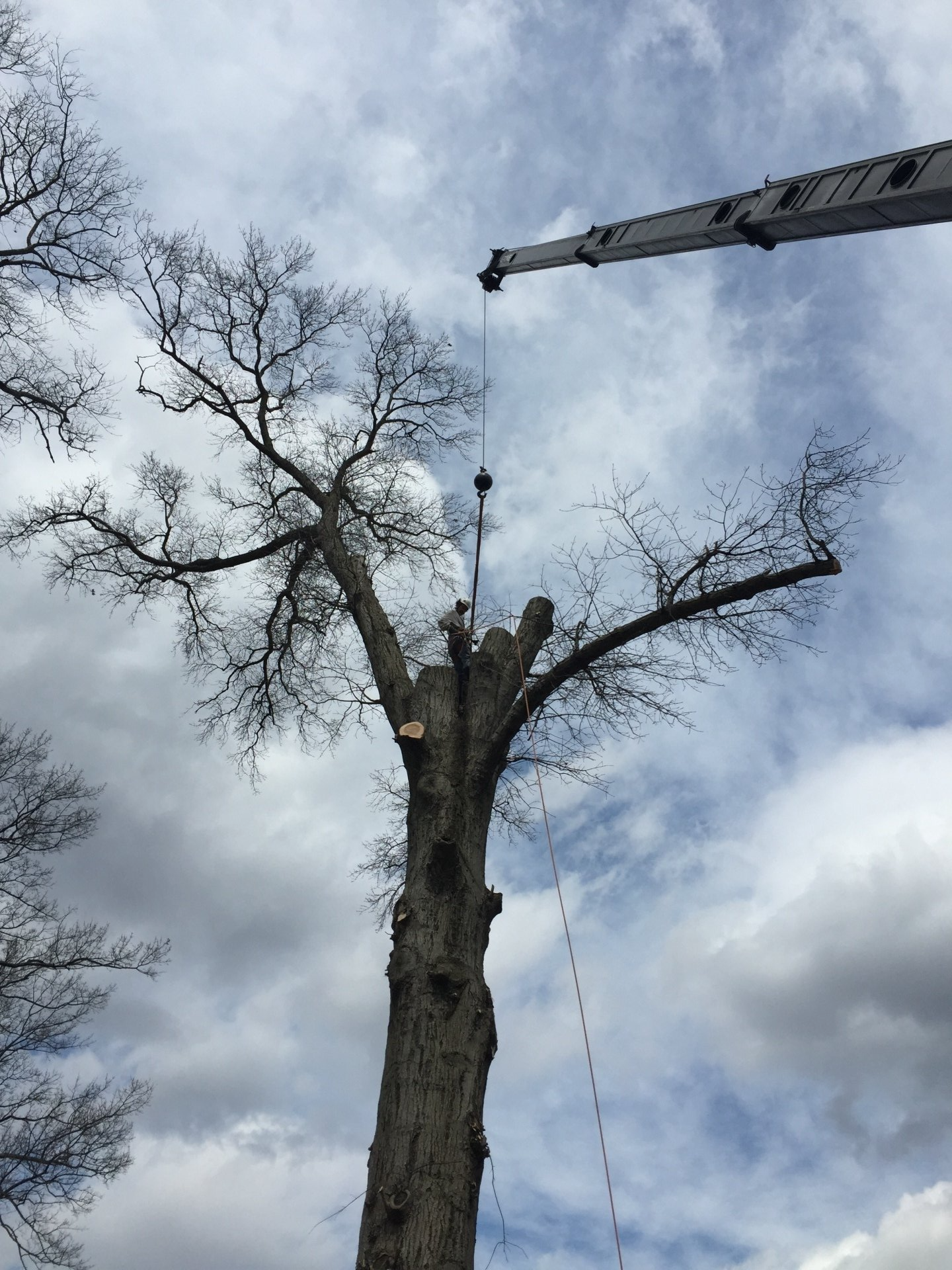 Tree service