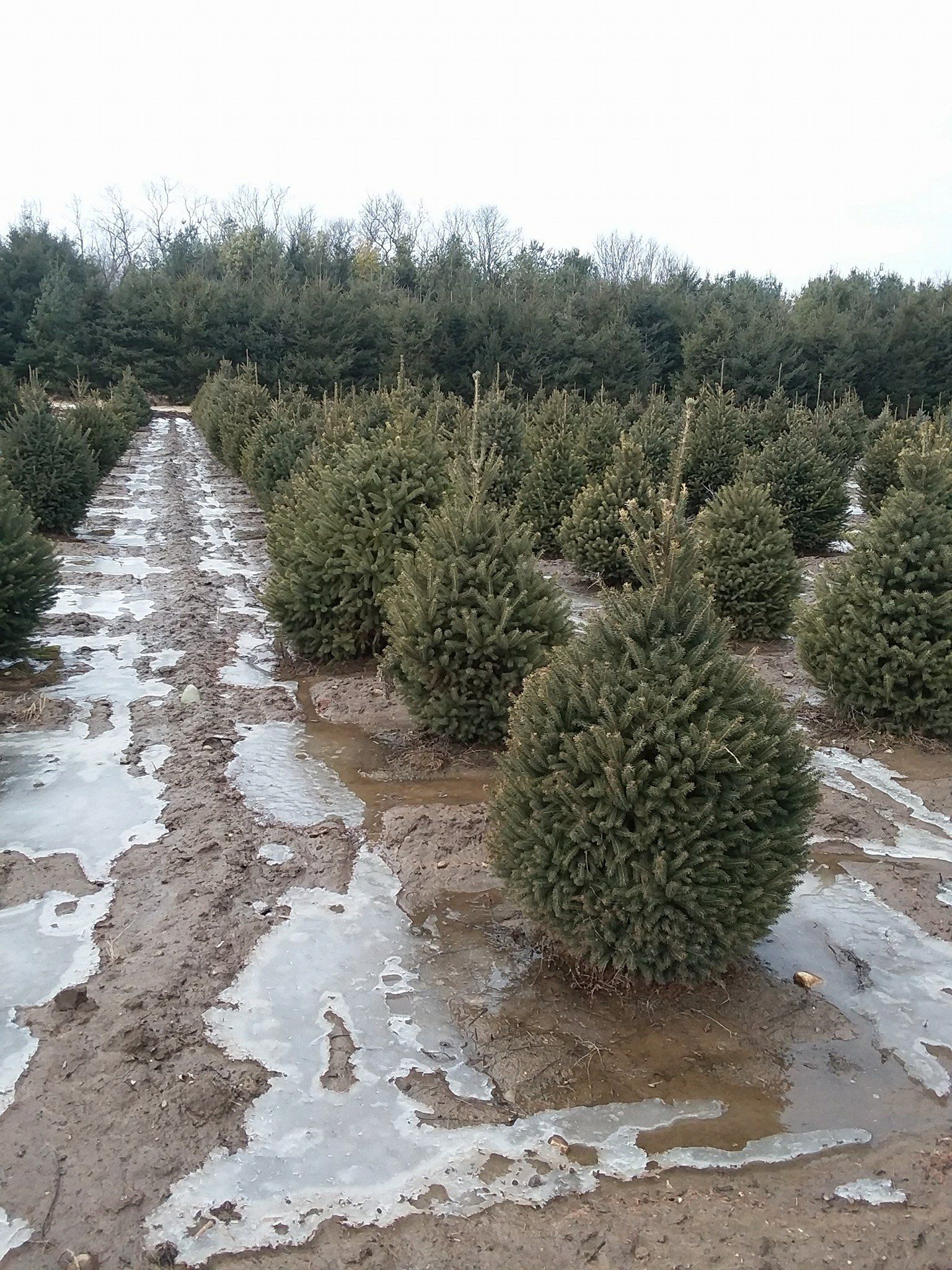 tree nursery