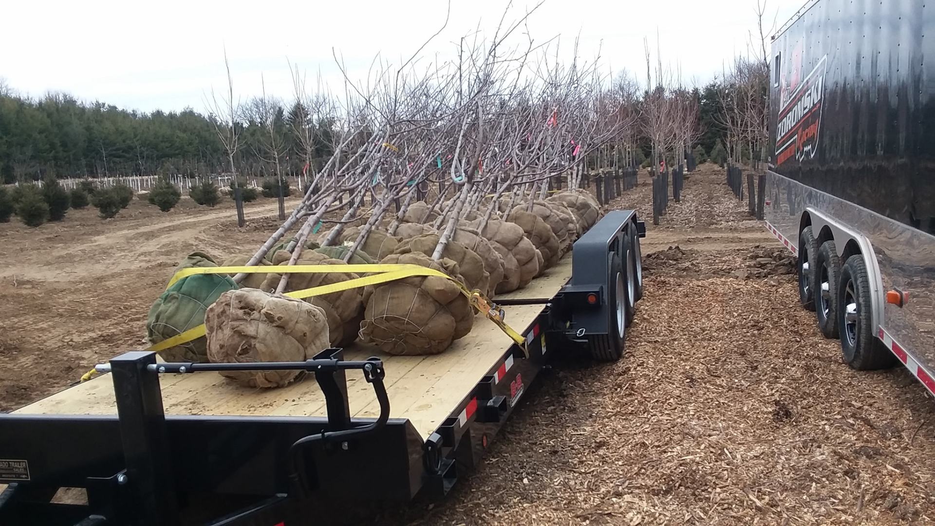 tree nursery