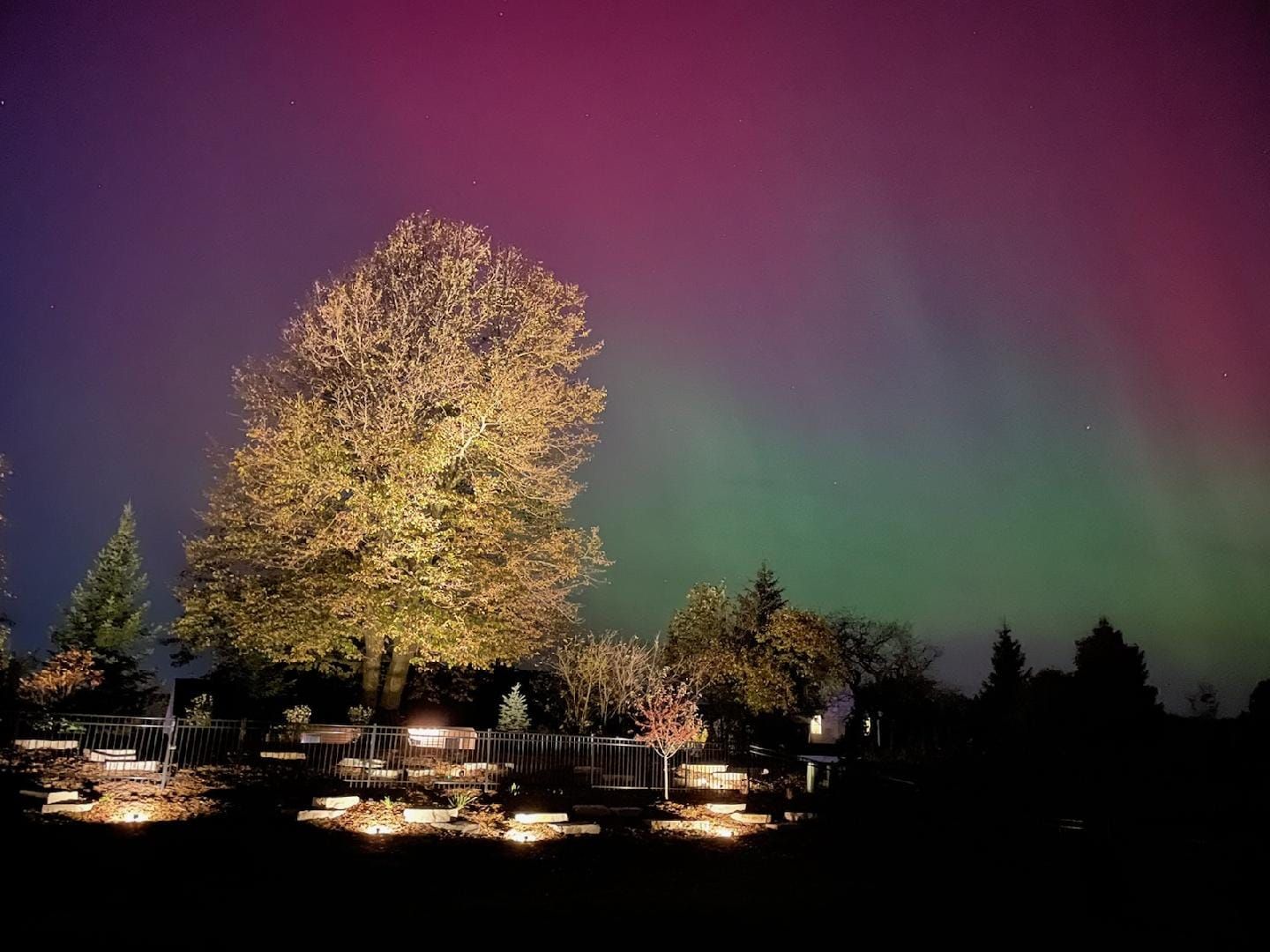 The aurora borealis is visible in the night sky above a tree.