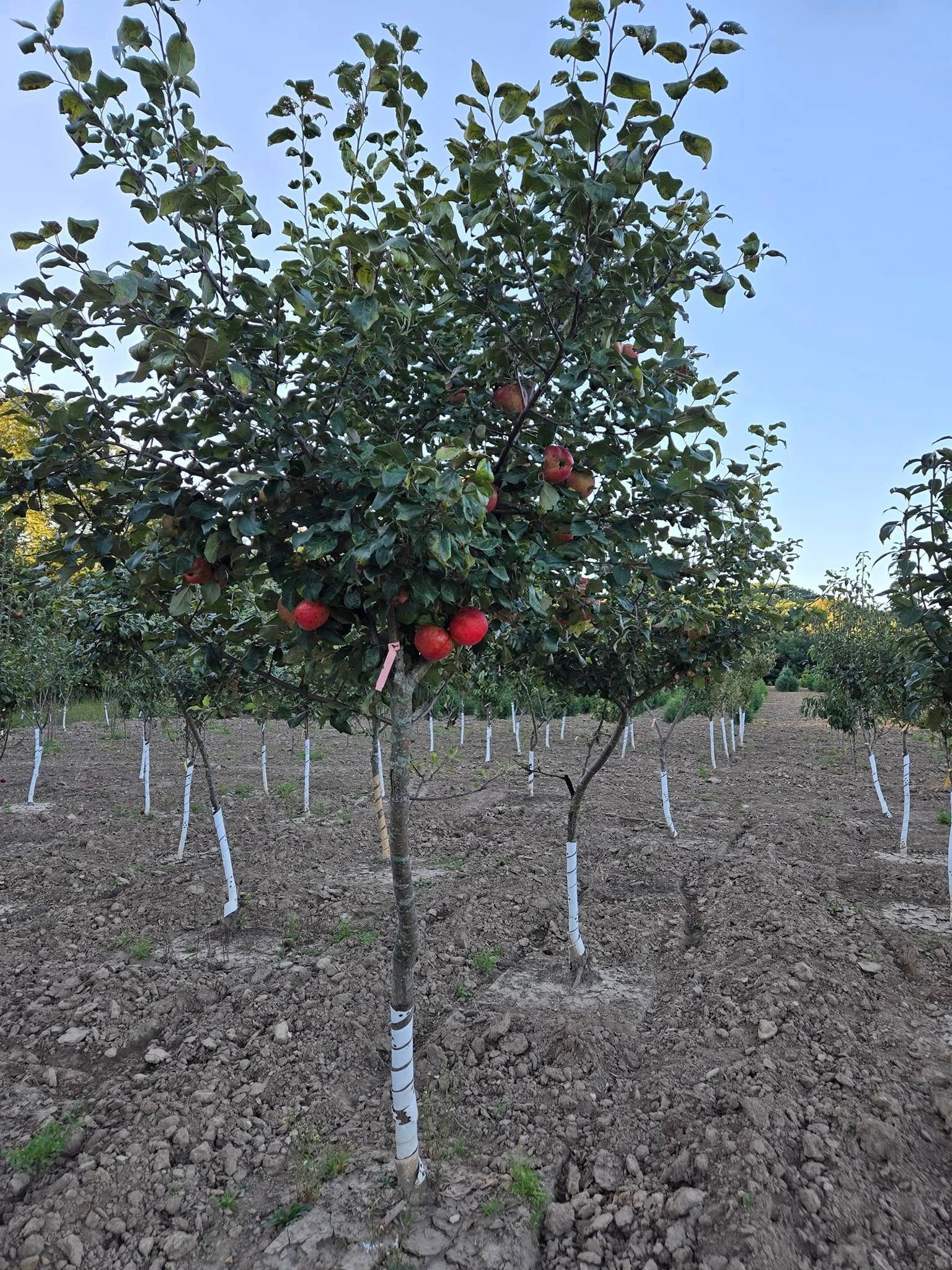 A tree with red apples growing on it in a field.