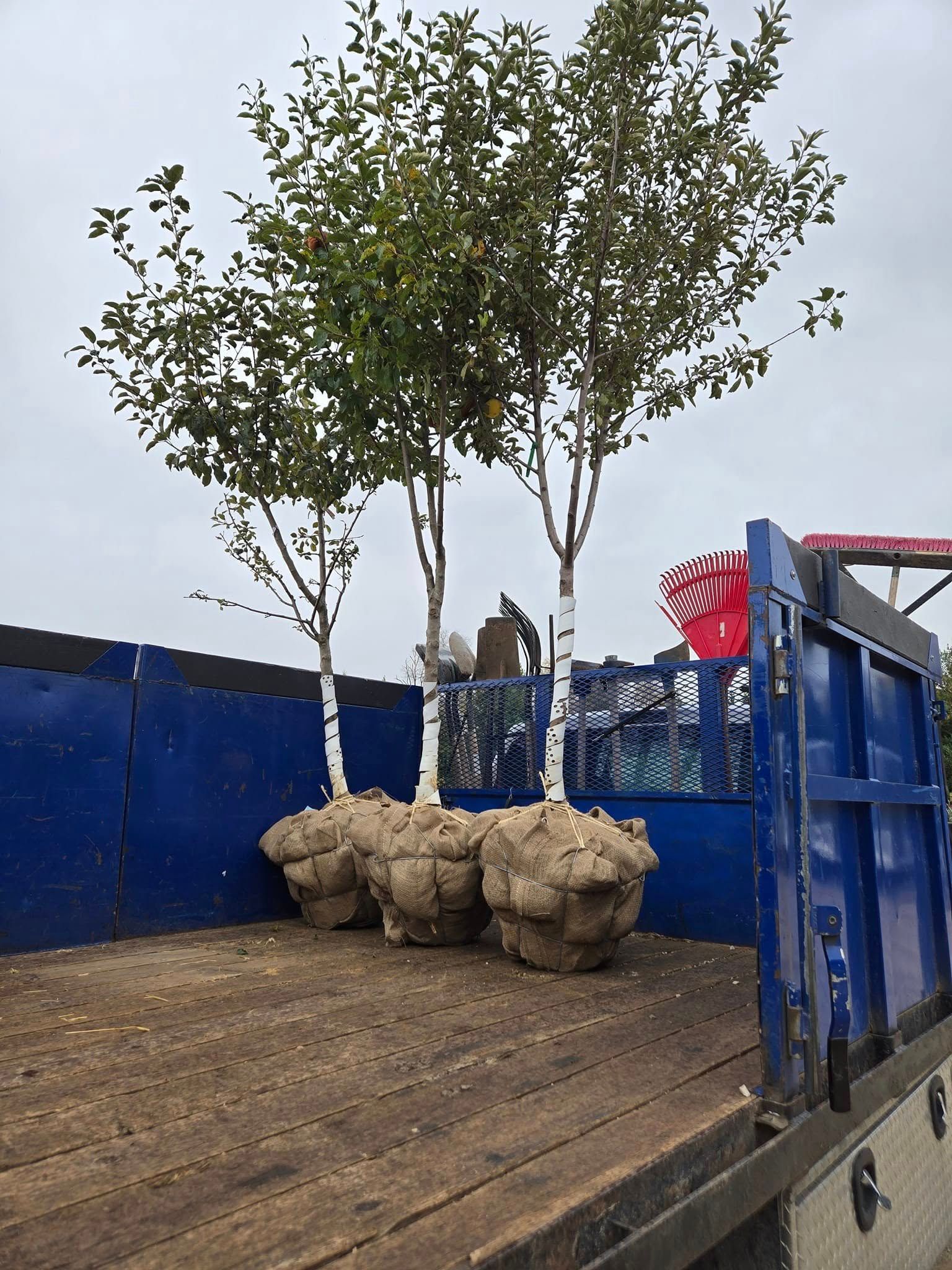 Three trees are sitting on the back of a truck.