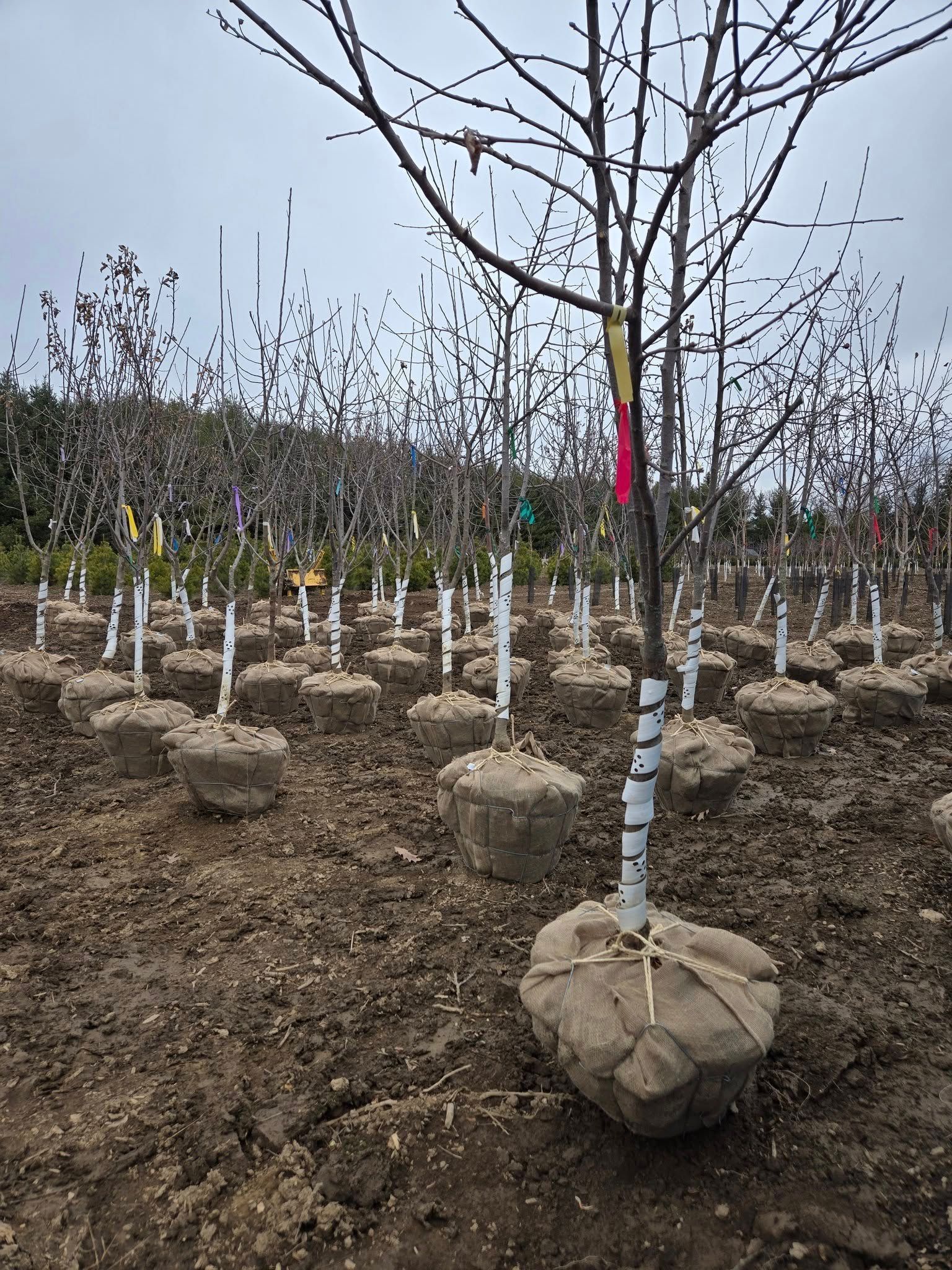 A row of trees sitting on top of a dirt field.