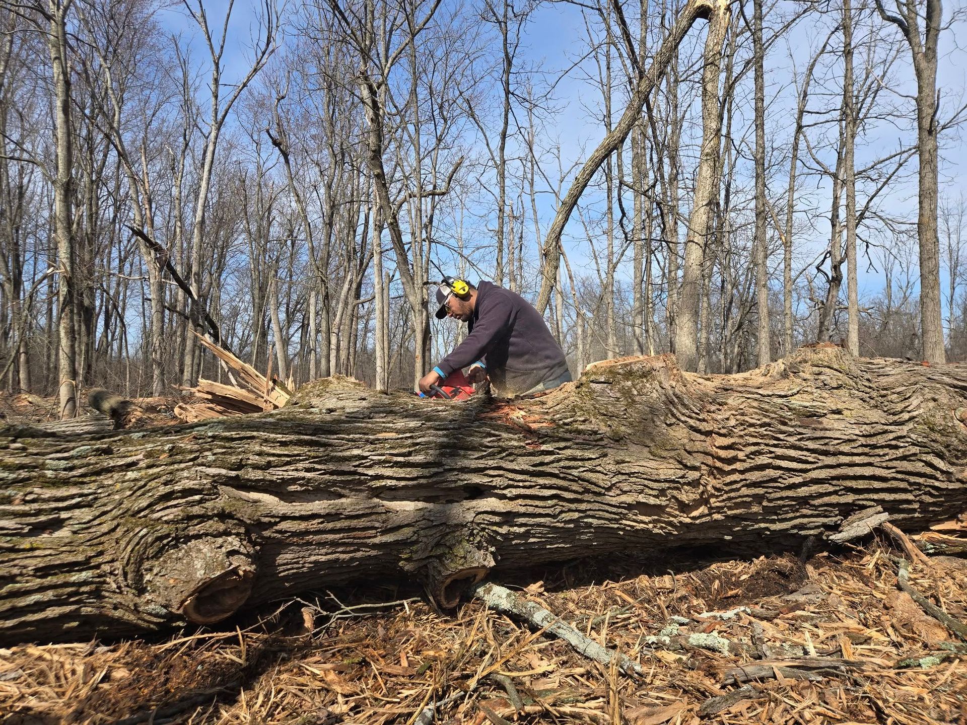A man is cutting a large log with a chainsaw in the woods.