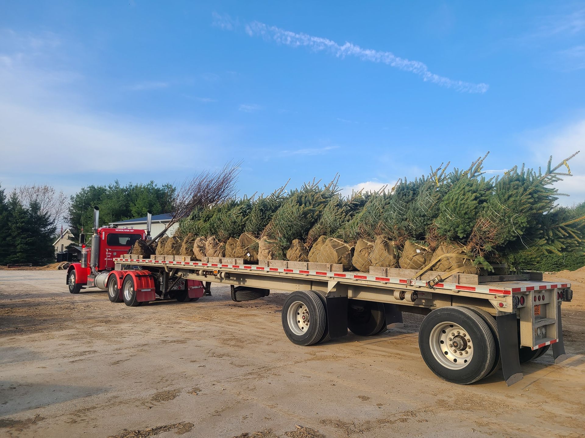 A red semi truck is carrying a flatbed trailer filled with trees.