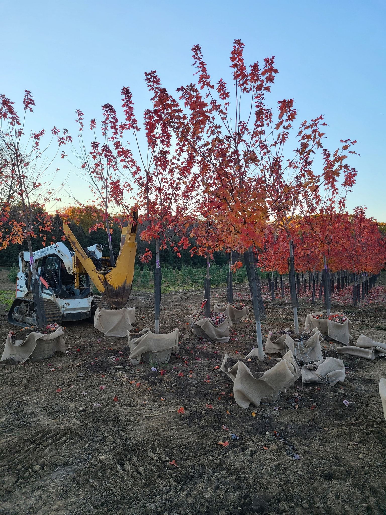 A group of trees are being planted in a field with a bulldozer in the background.