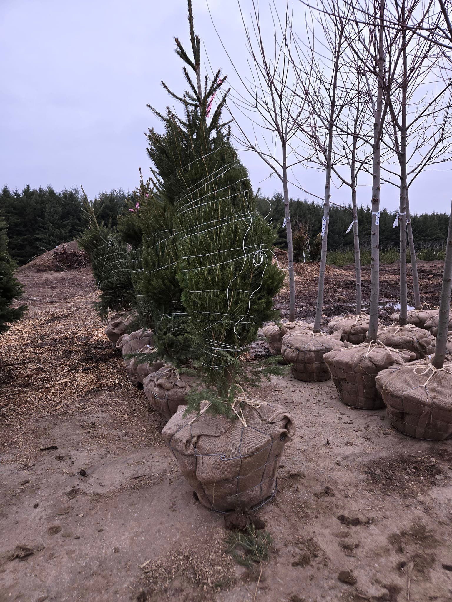 A row of potted trees in a dirt field