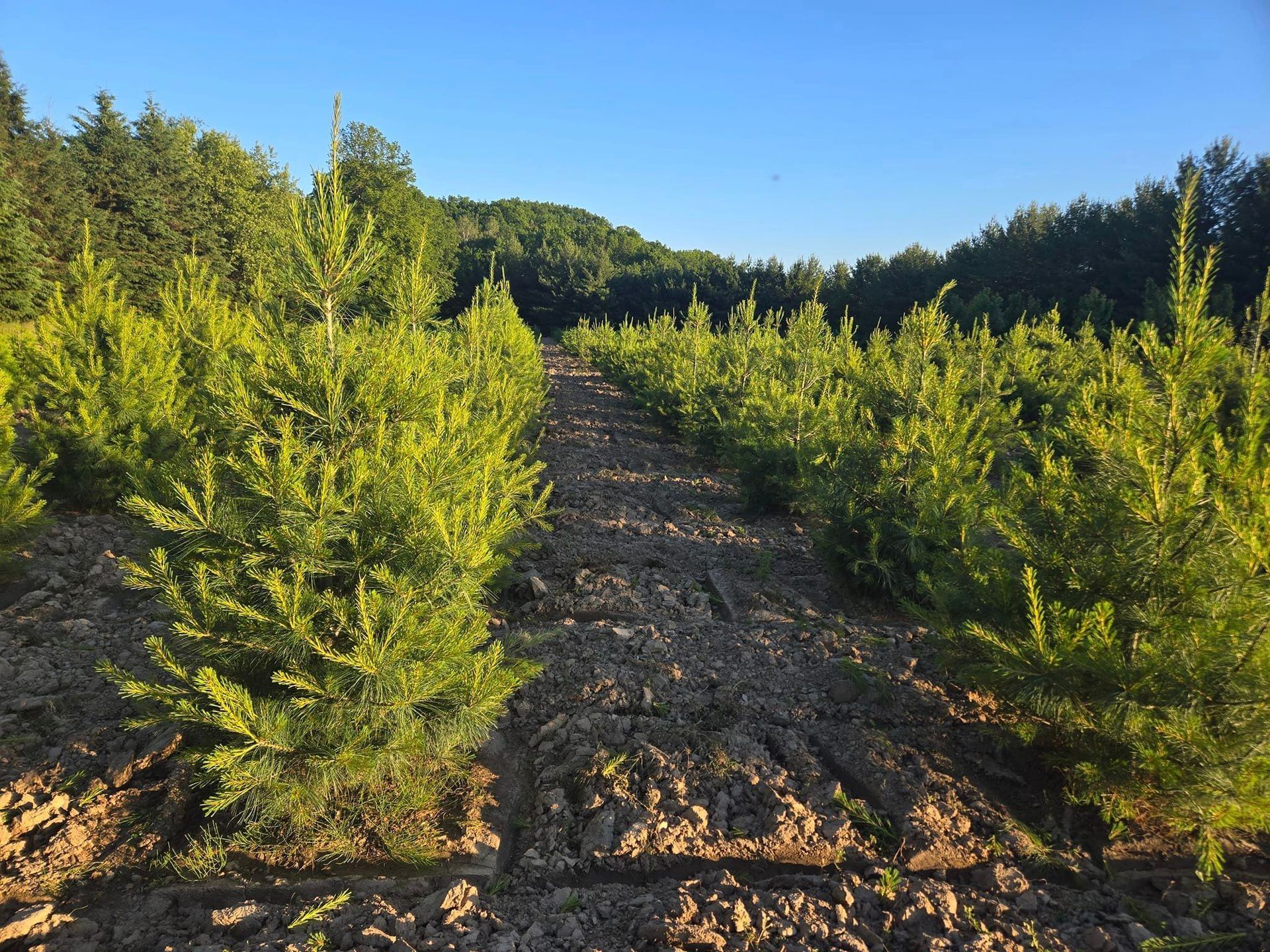 A row of trees in a field with a blue sky in the background