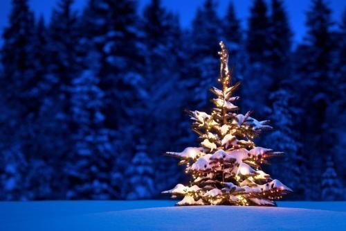 Christmas tree in snow, glowing with lights
