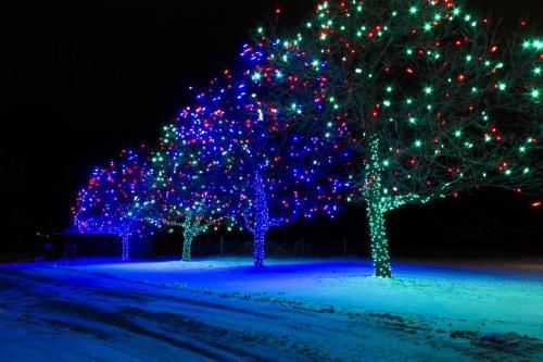 Trees decorated with blue, green, and red Christmas lights glow against a snowy, dark night