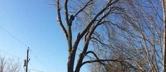 Tree removal