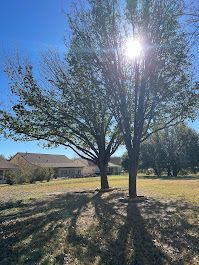 Sun shining through trees casting long shadows on a grassy field; houses in background.